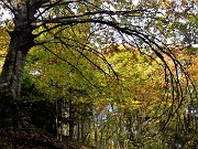 23 Sentiero adornato dai faggi colorati d'autunno